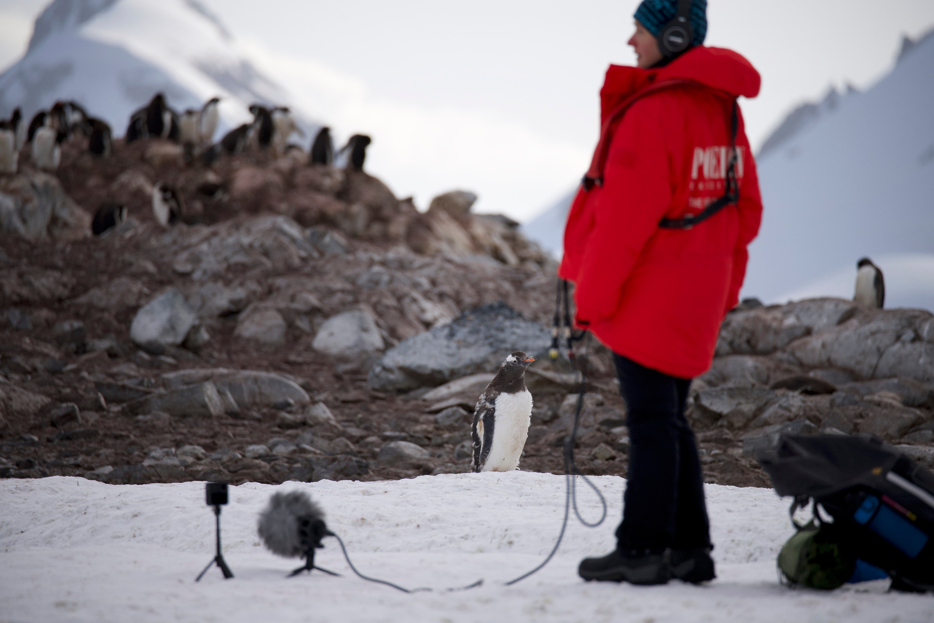 Me listening/recording by John Godfrey - penguin in focus.....
